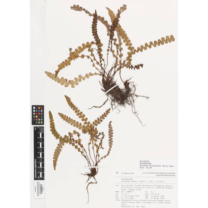 Blechnum blechnoides, AK228450, © Auckland Museum CC BY