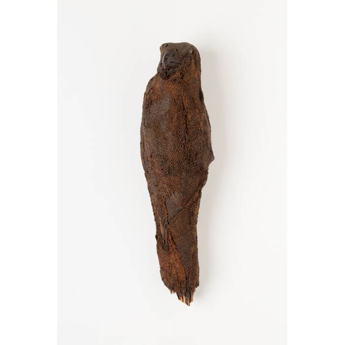 Mummified bird, parakeet, 50691.1, Photographed by Andrew Hales, digital, 07 Aug 2017, © Auckland Museum CC BY