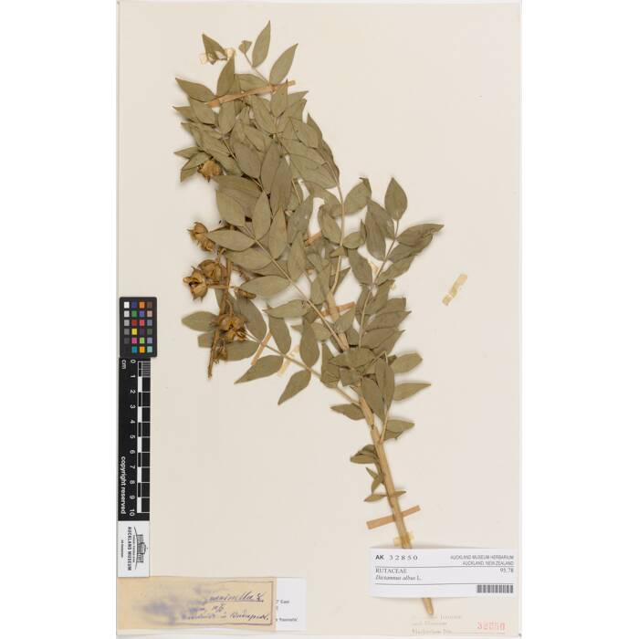 Dictamnus albus, AK32850, © Auckland Museum CC BY
