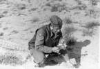Photograph of Major Arthur Claude Weddell 6532, picking flowers in the desert. The caption on the back reads: Desert Flowers in Tripolitainia - In places there are acres of these small sweet smelling flowers and they fill the air with a smell of honey suckle. Image kindly provided by Howard Weddell (June 2018). Image may be subject to copyright restriction.