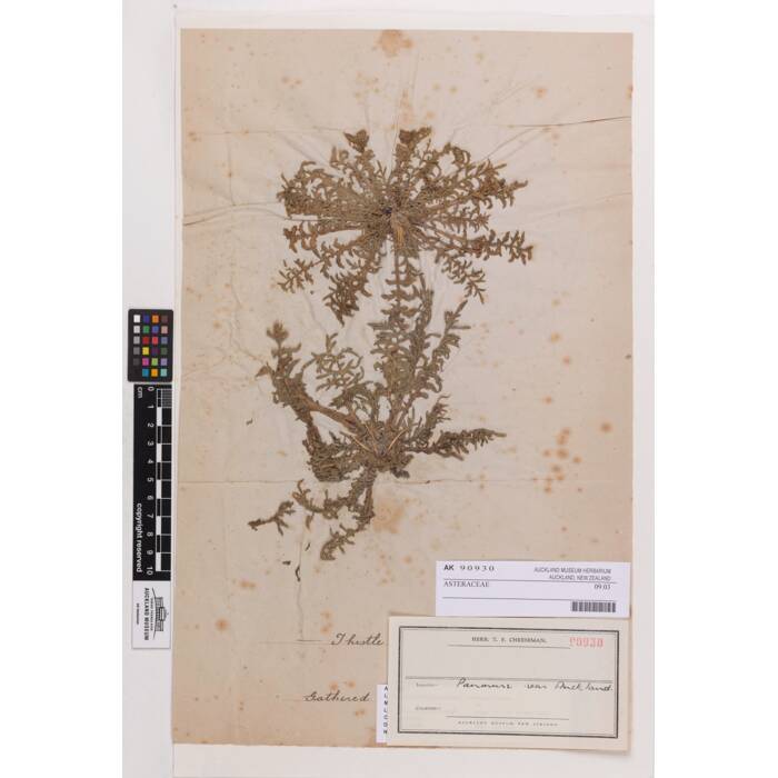 ASTERACEAE/Plantae/Linnaean, AK90930, © Auckland Museum CC BY