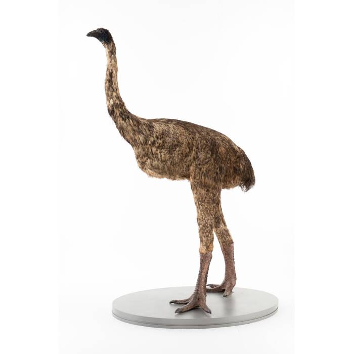 Dinornis robustus, LB4361, © Auckland Museum CC BY