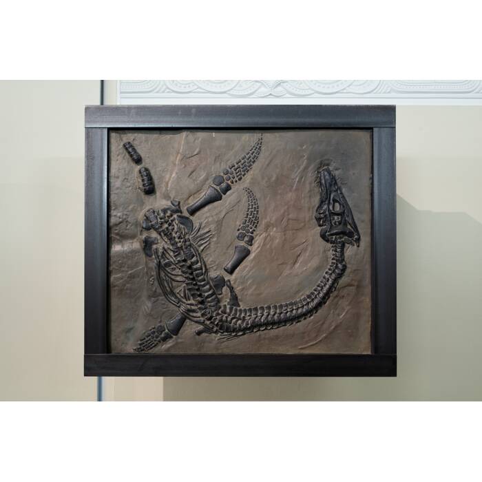 Plesiosaurus macrocephalus, LH1047, © Auckland Museum CC BY