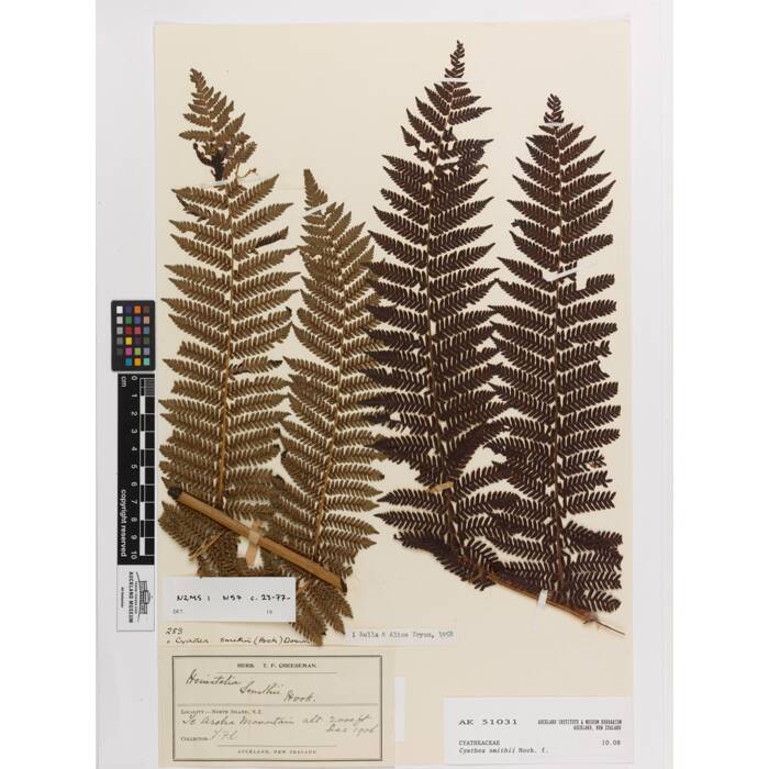 Cyathea smithii, AK51031, © Auckland Museum CC BY
