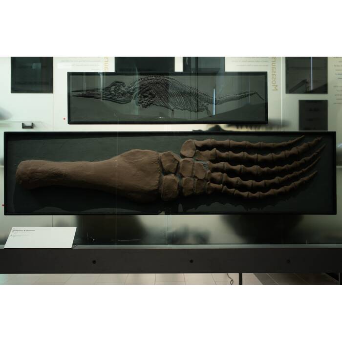 Pliosaurus brachydeirus, LH1365, © Auckland Museum CC BY