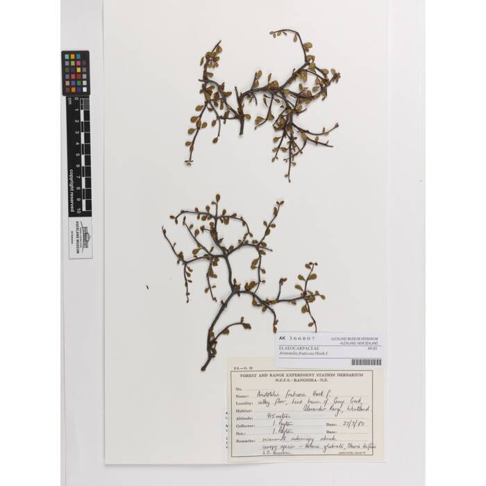 Aristotelia fruticosa, AK366807, N/A