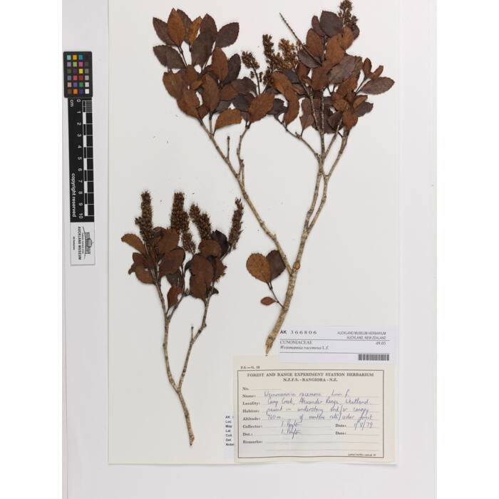 Weinmannia racemosa, AK366806, N/A