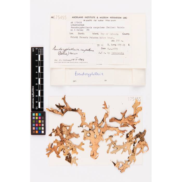Pseudocyphellaria carpoloma, AK175455, © Auckland Museum CC BY