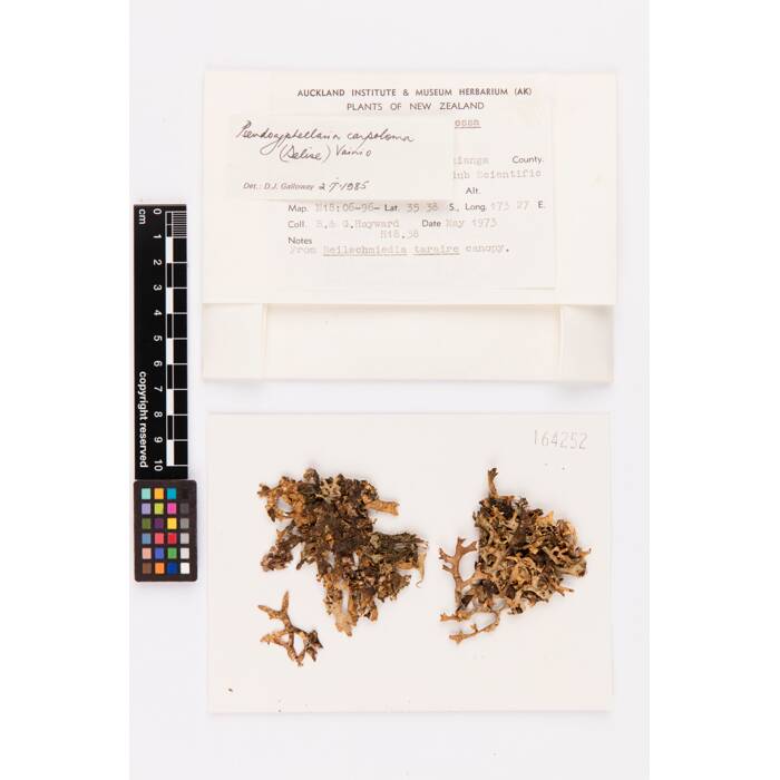 Pseudocyphellaria carpoloma, AK164252, © Auckland Museum CC BY