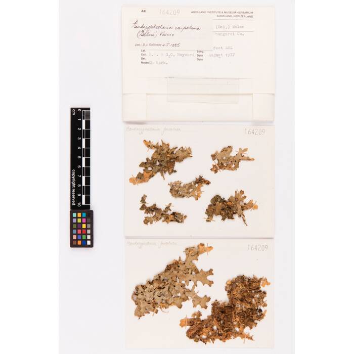 Pseudocyphellaria carpoloma, AK164209, © Auckland Museum CC BY