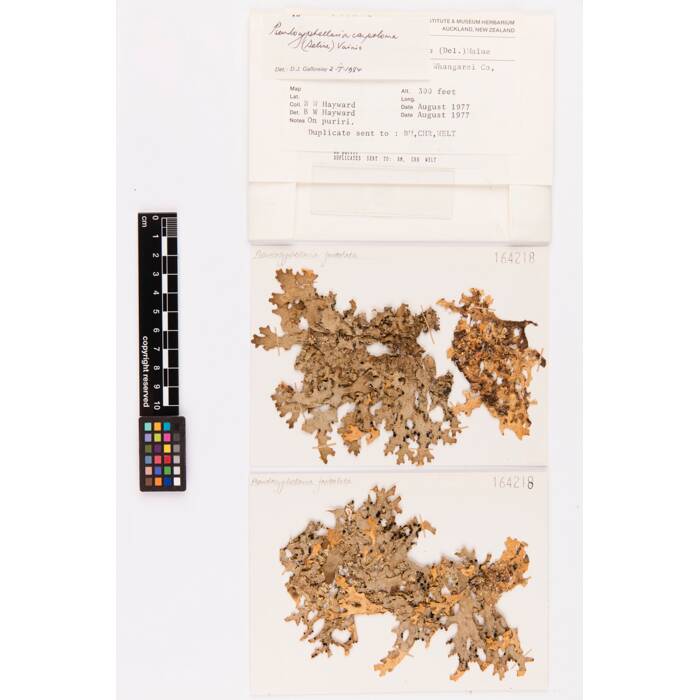 Pseudocyphellaria carpoloma, AK164218, © Auckland Museum CC BY