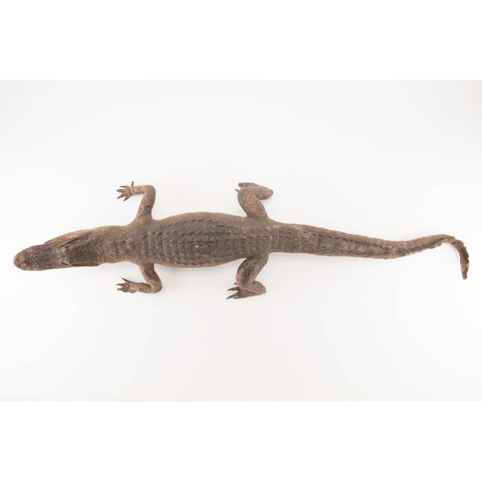 Alligator mississippiensis, LH634, © Auckland Museum CC BY