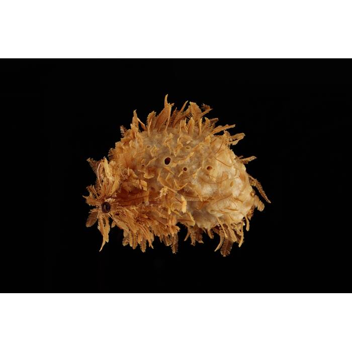 Porifera, MA656541, © Auckland Museum CC BY