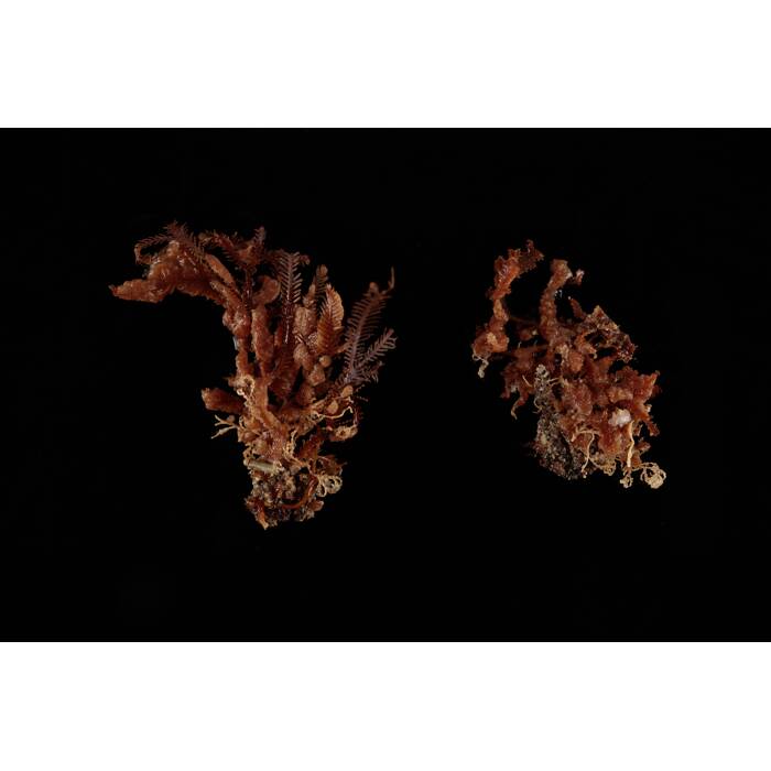 Porifera, MA656622, © Auckland Museum CC BY
