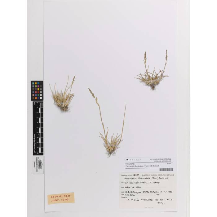 Puccinellia fasciculata, AK367377, N/A