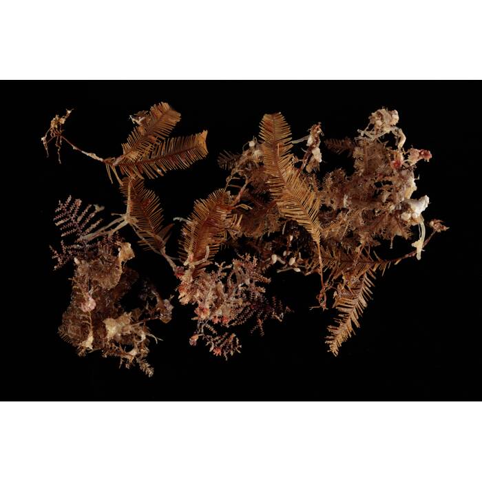 Cnidaria Hydrozoa, MA167022, © Auckland Museum CC BY