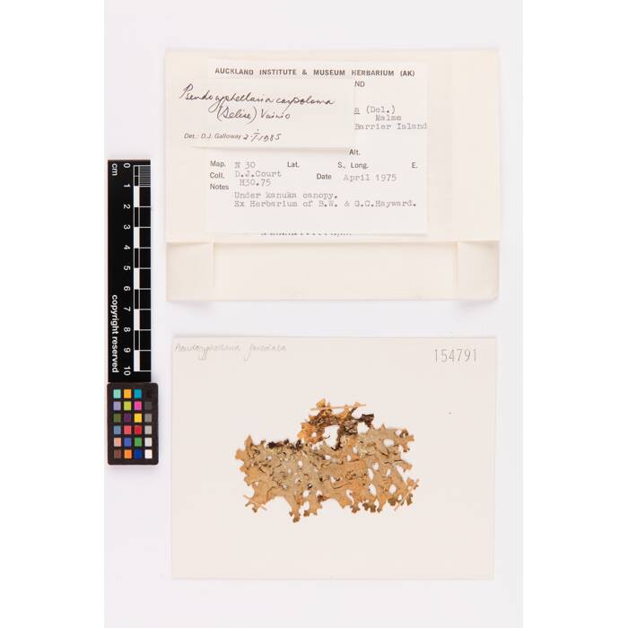 Pseudocyphellaria carpoloma, AK154791, © Auckland Museum CC BY