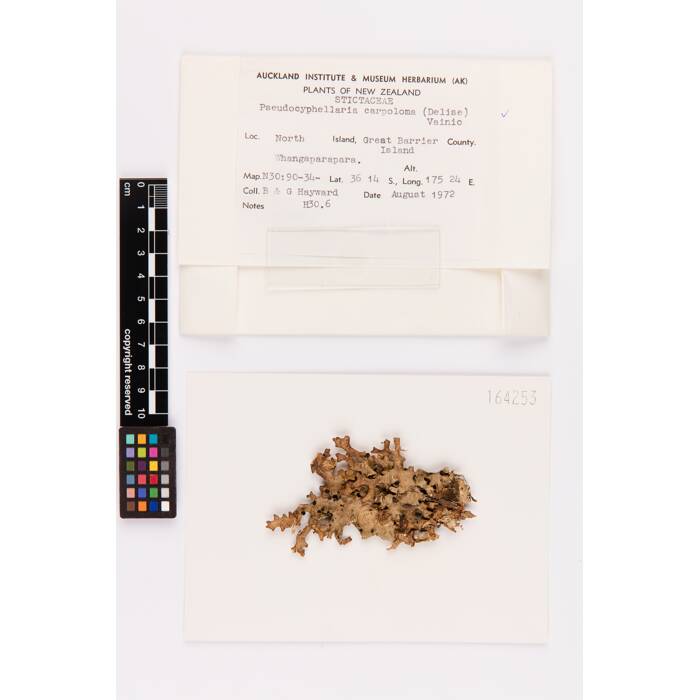 Pseudocyphellaria carpoloma, AK164253, © Auckland Museum CC BY