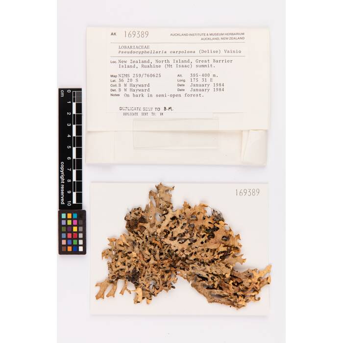 Pseudocyphellaria carpoloma, AK169389, © Auckland Museum CC BY