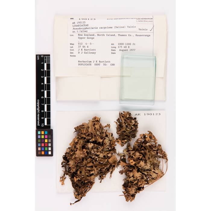 Pseudocyphellaria carpoloma, AK190123, © Auckland Museum CC BY