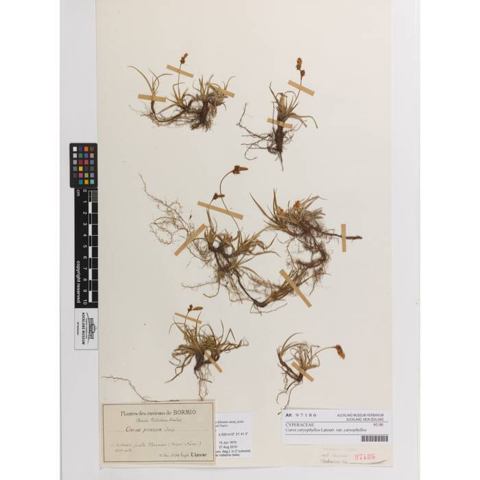 Carex caryophyllea caryophyllea, AK97186, © Auckland Museum CC BY