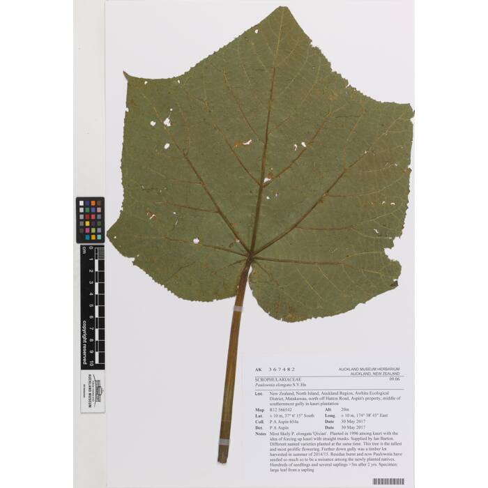 Paulownia elongata, AK367482, © Auckland Museum CC BY