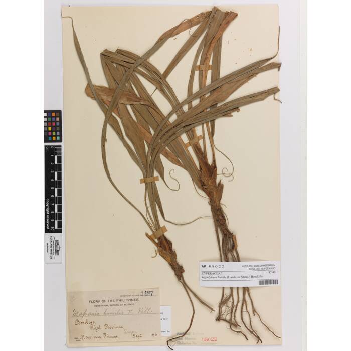 Hypolytrum humile, AK98022, © Auckland Museum CC BY