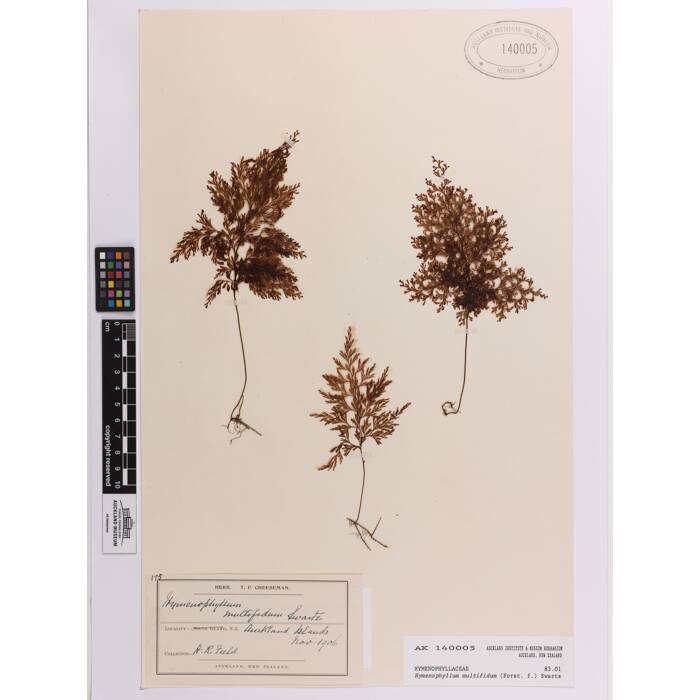 Hymenophyllum multifidum, AK140005, © Auckland Museum CC BY