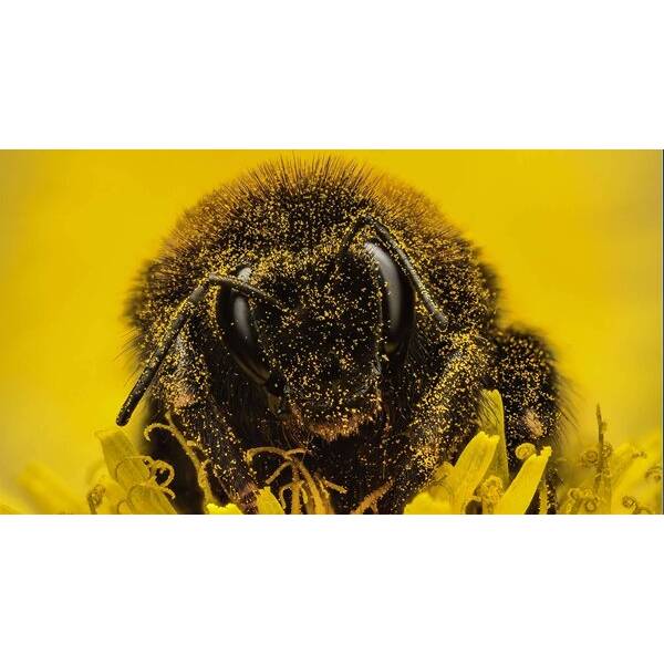 Bumblebee in pollen