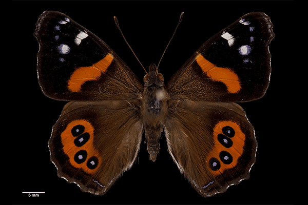 Twilight Tuesday: The Wondrous World of Butterflies and Moths