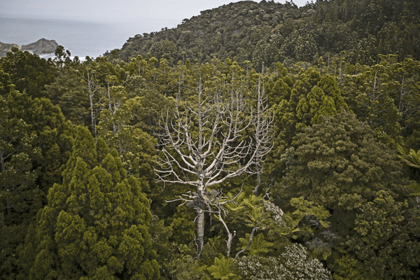 SAVE OUR TREES