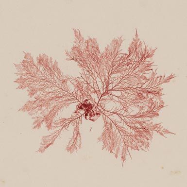 Nature-Printed British Seaweeds (p. 5, detail)