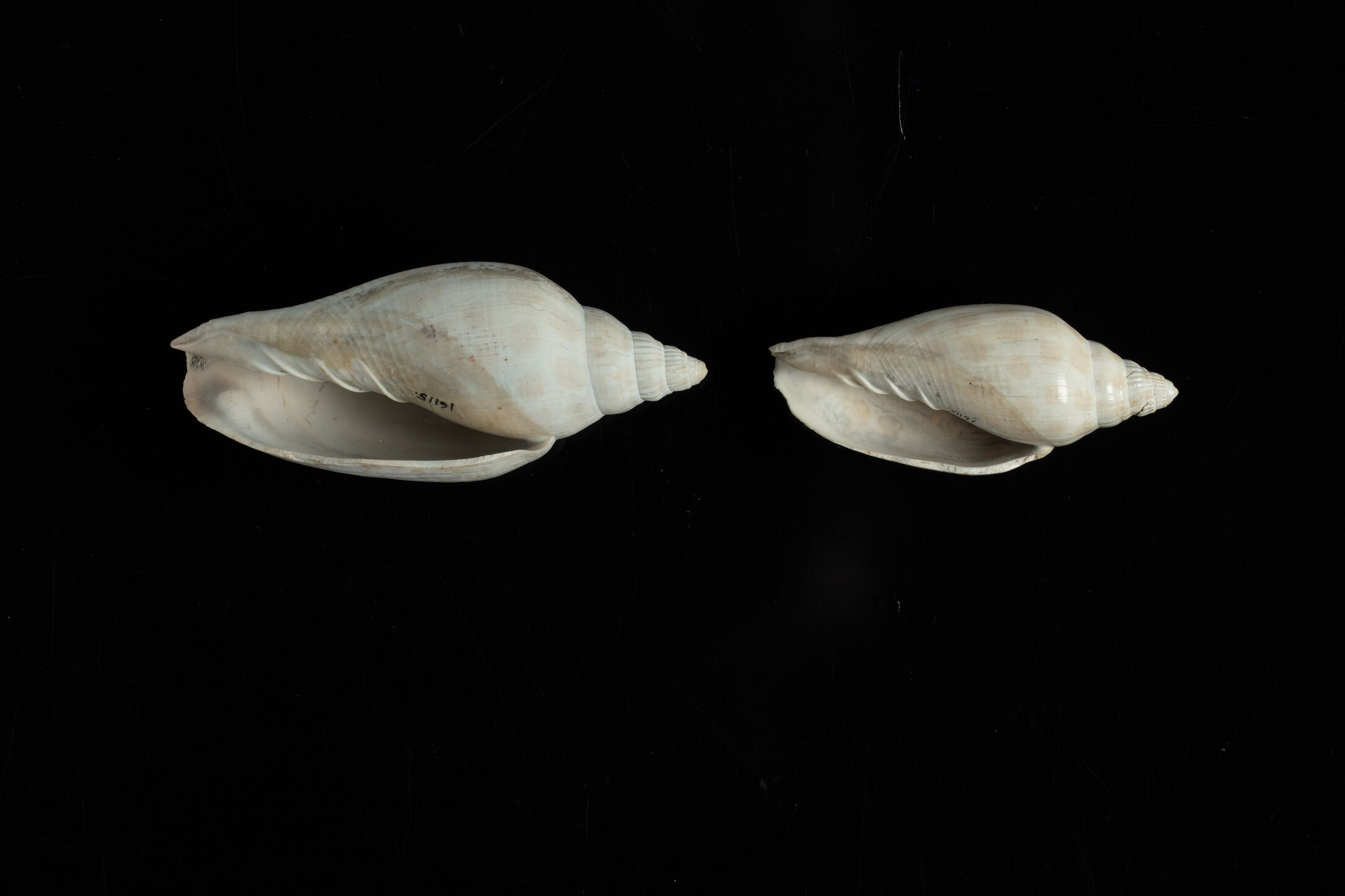 Scaphella floridana