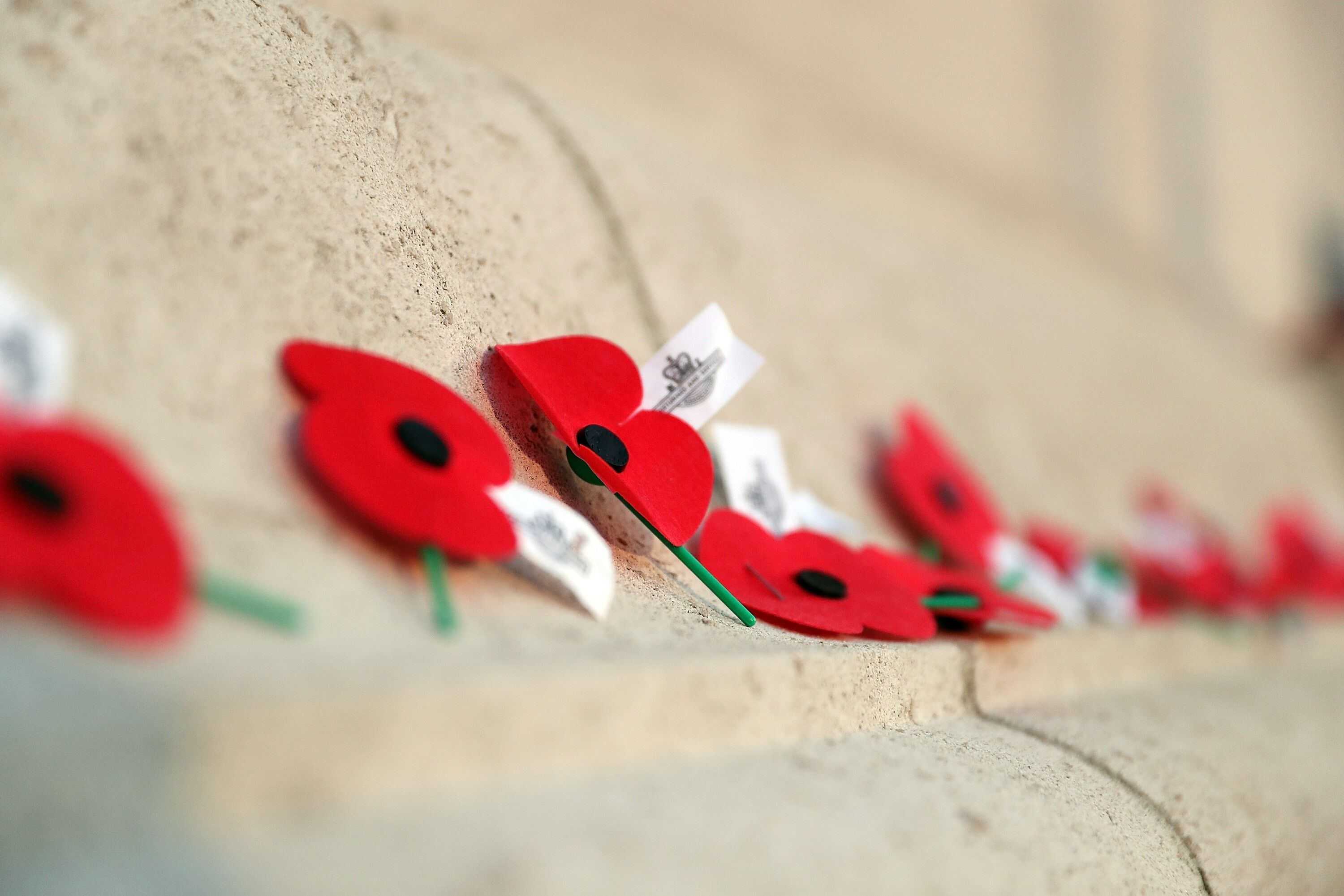 Poppies 2018