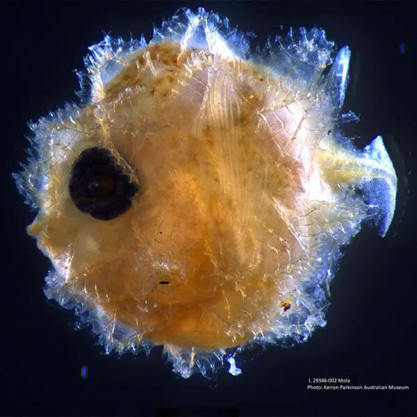 Ocean Sunfish Larval