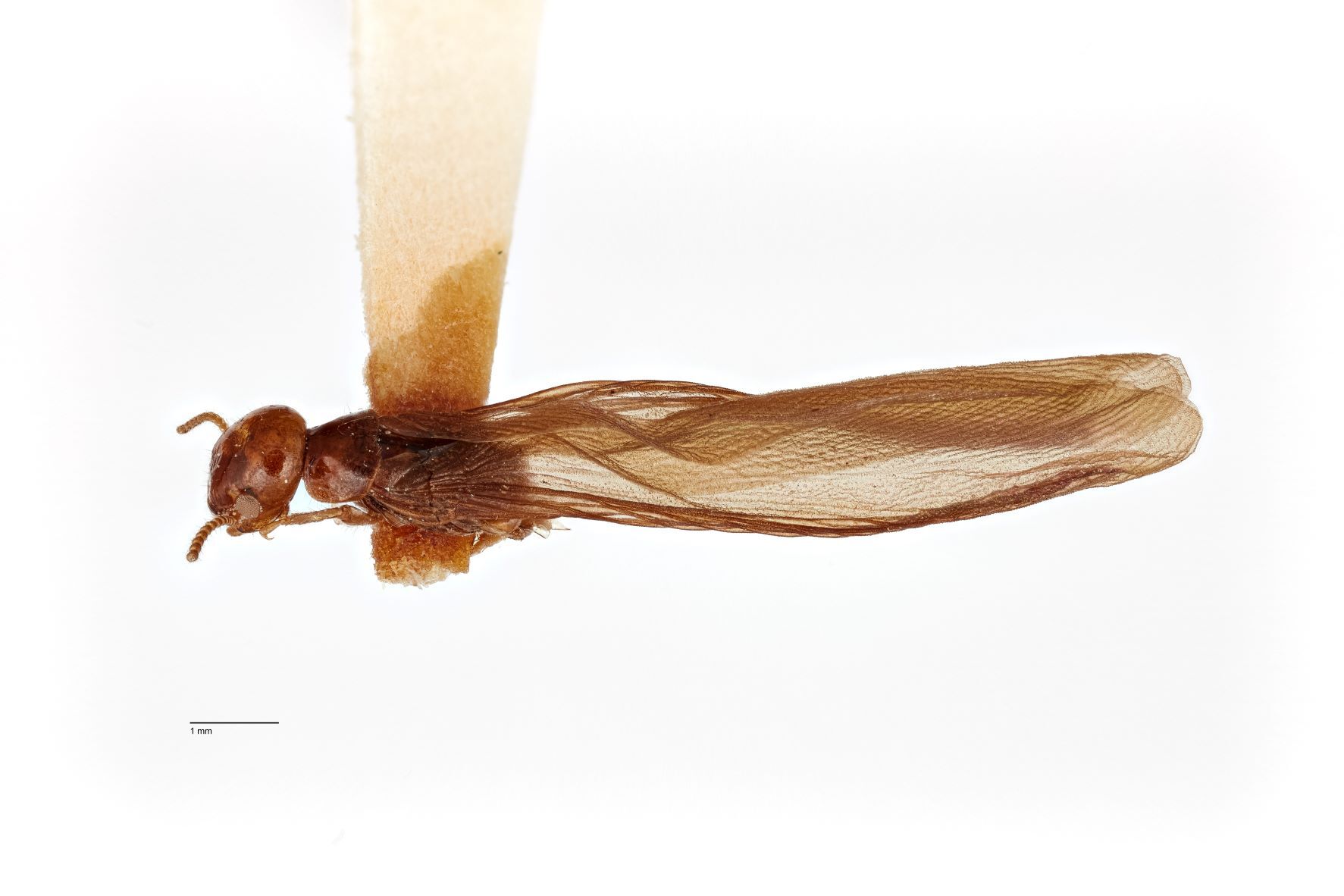 Kalotermes brouni