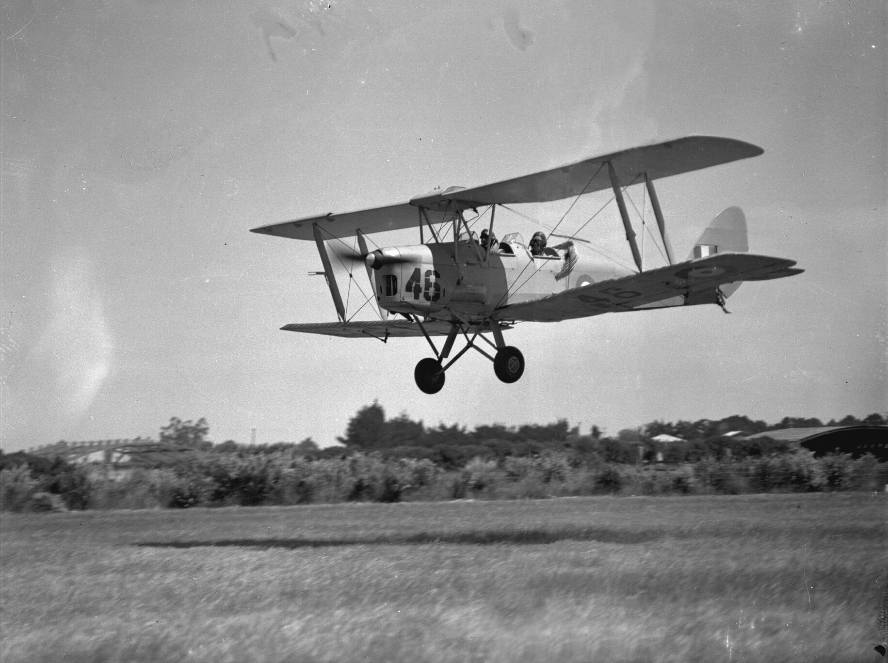 Tigermoth