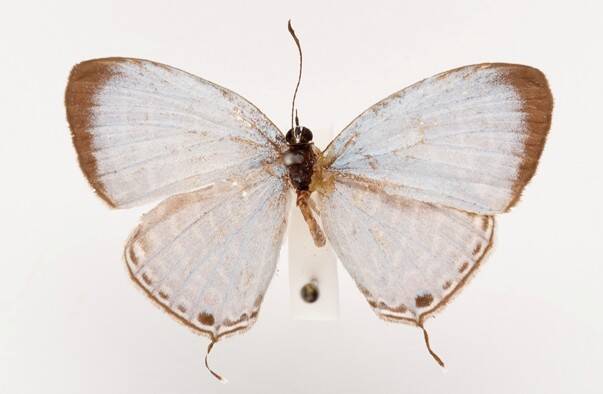 Butterflies (Bataflae) of Vanuatu and Their Uncertain Future 