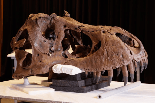 Bone Biography 