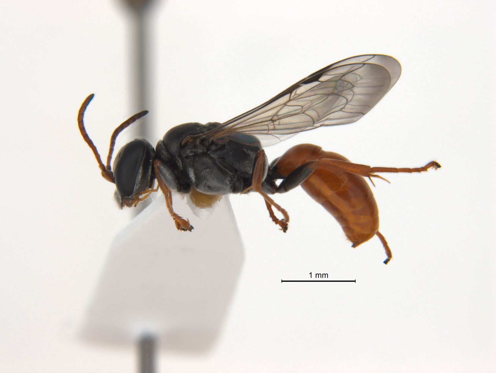 Pison Peletieri