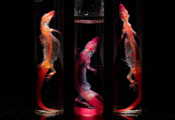 Beauty on the Inside: the Diaphonisation of Animal Specimens