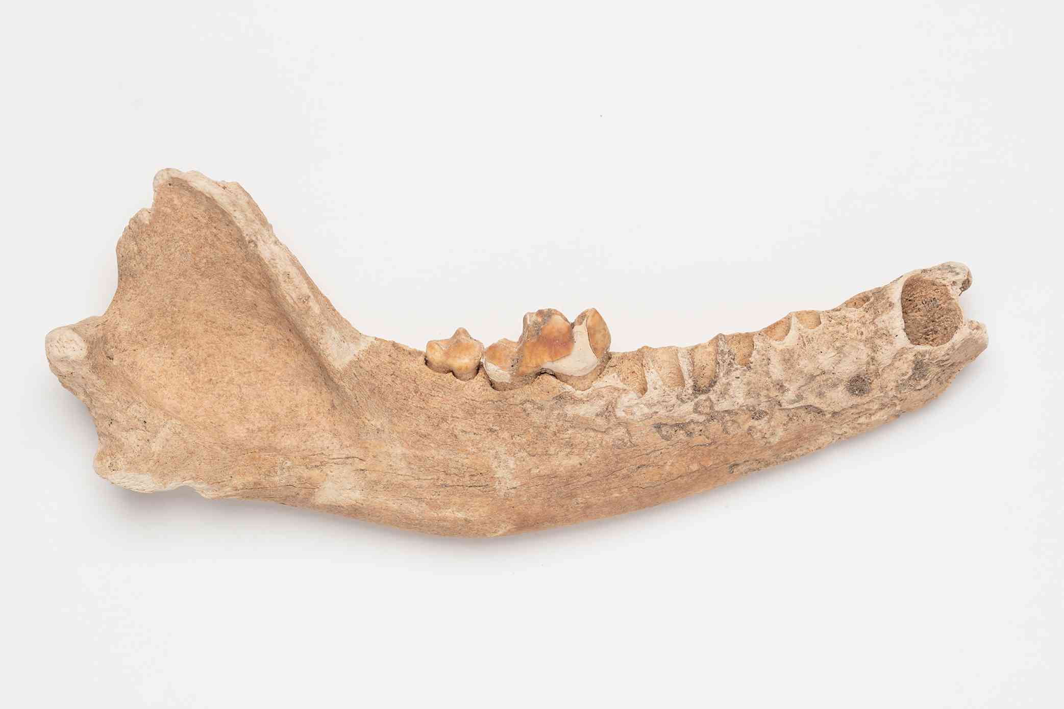 Kurī in Archaeology