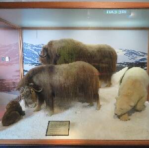Polar Bear on the Move