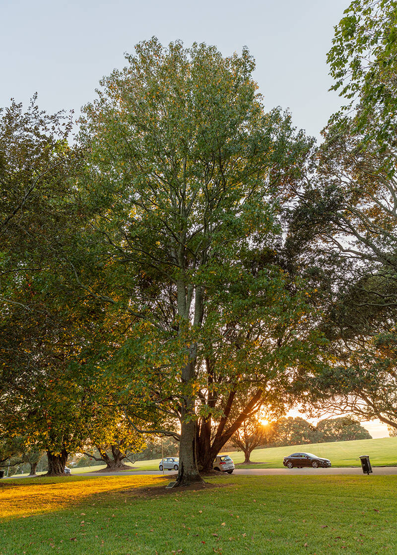 Liquidamber