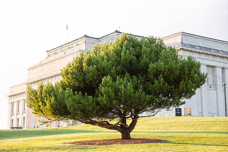 Aleppo pine