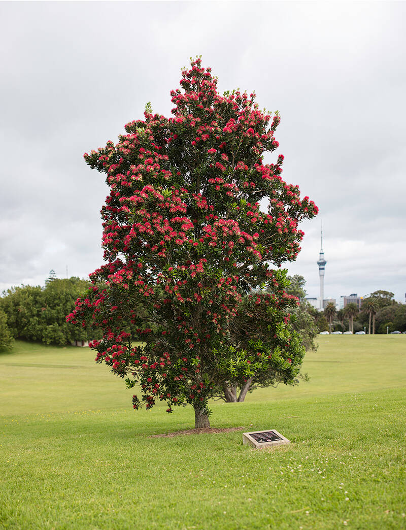 Pōhutakawa for peace