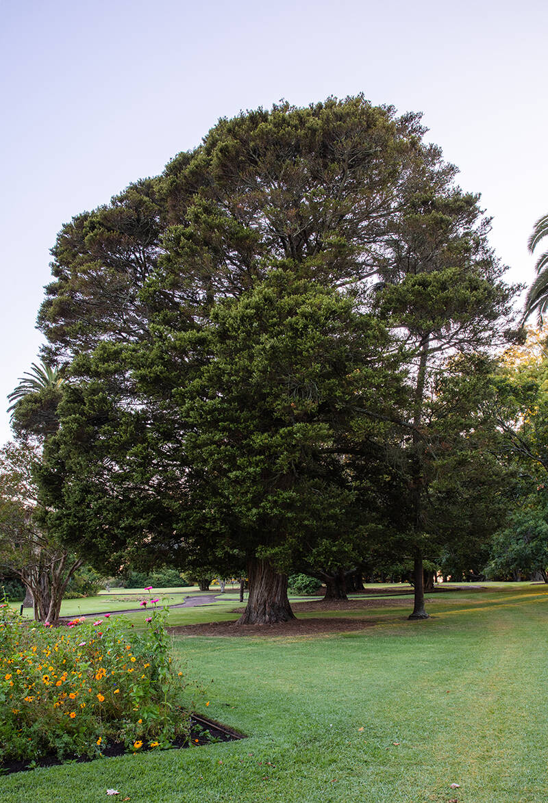 Tōtara