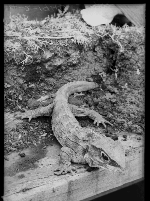 The Mystery of the Tuatara living at the Museum