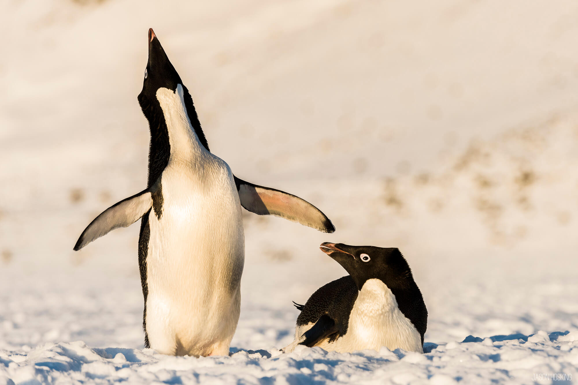 Adelie penguins