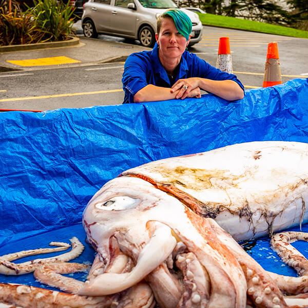 Squid Dissection for Research